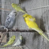 مرغ عشق پروانه ای همراه جوجه