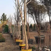 خدمات باغبانی لواسان فشم میگون شمشک درسراسر لواسان|خدمات باغبانی و درختکاری|لواسان, |دیوار