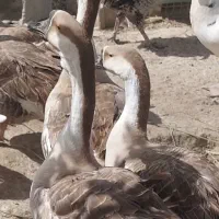 فروش اردک اسرائیلی وقوغاز اکرانی