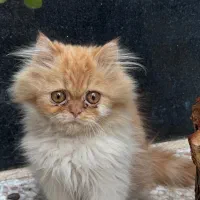 گربه توله پرشین