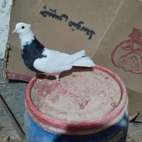 شش عدد طوقی فروشی