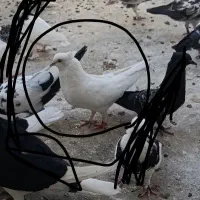 چند عدد کفتر ماده|پرنده|اصفهان, کوی راه حق|دیوار