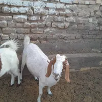 بز  با بزغاله