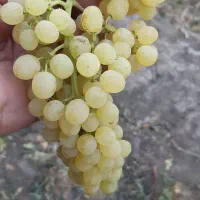 فروش باغ ویلا ملایر