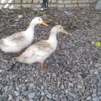 مرغابی نرو ماده و غیره