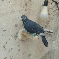 نر نابلد در خاش