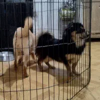 دوتا توله اشپیتز یکی نر یکی ماده|سگ|فردیس, شهرک ارم|دیوار