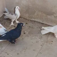 زاغ دمسفید|پرنده|قم, دروازه ری|دیوار