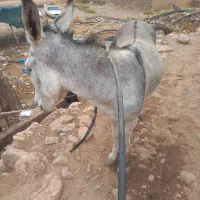 الاغ نر