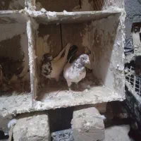 کبوتر