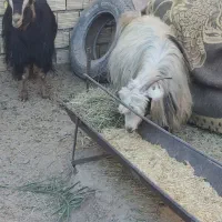 ۱۲۳|حیوانات مزرعه|بم, |دیوار