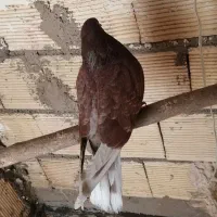 سلام کبوتر کاشونی|پرنده|حبیب آباد, |دیوار