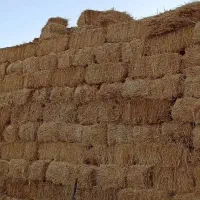 کلش گندم تناژ بالا