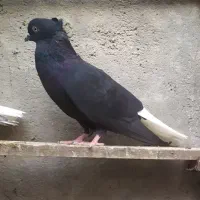 دمسفید و دوکت
