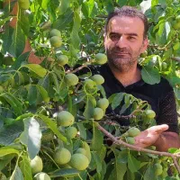 فروش انواع نهال گردو مرغوب کاغذی با قیمت مناسب|خدمات باغبانی و درختکاری|بوکان, |دیوار