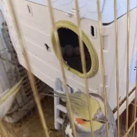 عروس هلندی جفت همراه با تخم|پرنده|کبودرآهنگ, |دیوار