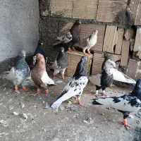 کفتربوم رنگی