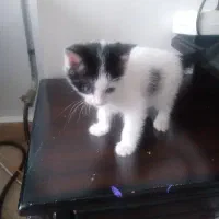 واگذاری گربه رایگان