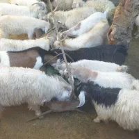 کهره،بره                               شهرک توحید