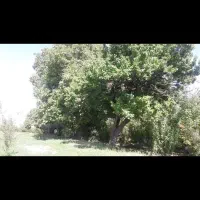 باغ هزار متر در شهر آوج با آب و درختان صد ساله|فروش دفتر صنعتی، کشاورزی، تجاری|آوج, |دیوار