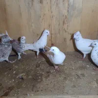 سه جوفت کفتر