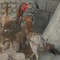 تعدادی مرغ و خروس لاری