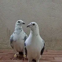 گلی سینه سفید.قره سیاه...