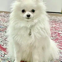 سگ پامرانین عروسکی