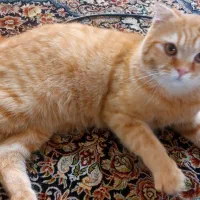 گربه اسکاتیش فولد|گربه|گرگان, |دیوار