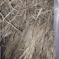 علف گوسفندی وگاو