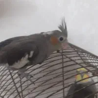 جوجه عروس هلندی