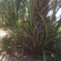 پاجوش نخل برخی