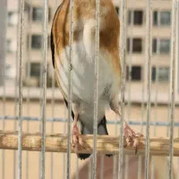 سهره نر جفتی سهره قناری