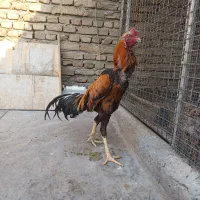 خروس لاری ترک و افغان|حیوانات مزرعه|تهران, مسعودیه|دیوار