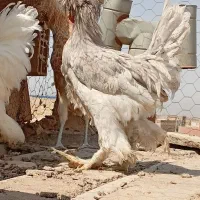 مرغ خروس سلطان اصل|پرنده|آران و بیدگل, |دیوار