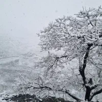 اجاره ی ویلا و سوییت در روستای کنگ در شب یلدا|اجارهٔ کوتاهمدت ویلا و باغ|طرقبه, |دیوار