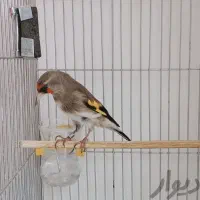 سهره خاکی بخون|پرنده|سمنان, |دیوار