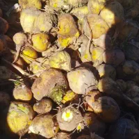 چغندر دامی|لوازم جانبی حیوانات|کبودرآهنگ, |دیوار