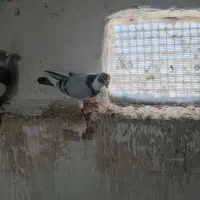 3تا نر|پرنده|فاروج, |دیوار