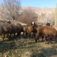 گوسفند داشتی