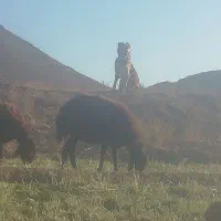 3 سال گله ای|حیوانات مزرعه|کاشمر, |دیوار