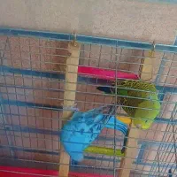 یک جفت مرغ عشق