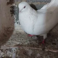 نرسفید‌چشم‌سفید