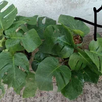 همایش ویژه سانسوریا ویوکا|گردهمایی و همایش|مشهد, حیدرآباد|دیوار