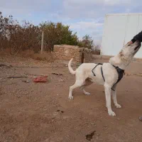 سگ سراب جنس عالی برای گله|سگ|تاکستان, |دیوار