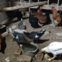 مرغ تخم گذار|حیوانات مزرعه|خوشاب, |دیوار