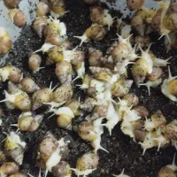 فروش حلزون آلبینو طبی|آرایشی، بهداشتی، درمانی|ماکو, |دیوار