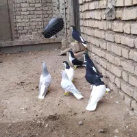 4 جفت کبوتر سیاه پوش ذات دار قشنگ سالم|پرنده|قزوین, |دیوار