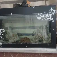 آکواریوم با تمام دکوری جات و ی عدد لجن خوار بزرگ