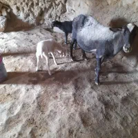 میش چندقلو زای رومانف با بره